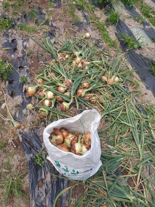 조완영님의 기타작물 · 영농일지 작성글 사진