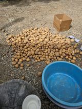 팜모닝 감자·영농일지 게시글 이미지