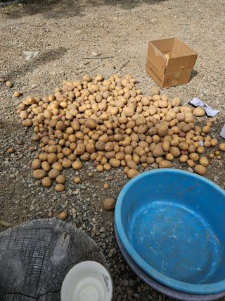 내땅님의 감자 · 영농일지 작성글 사진