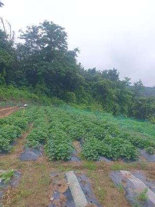 조완영님의 기타작물 · 영농일지 작성글 사진