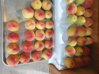 백조현율님의 기타작물 · 영농일지 작성글 사진