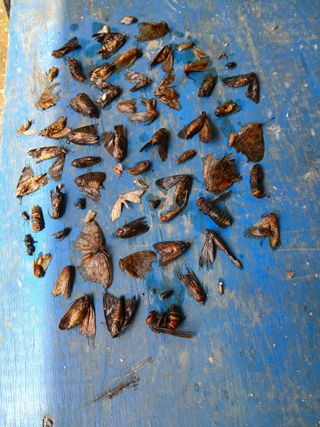 인생은 소풍처럼님의 고추 · 영농일지 작성글 사진