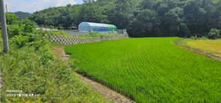 초보농부님의 벼 · 영농일지 작성글 사진