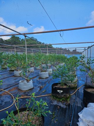 제주 지안이네농장님의 기타작물 · 영농일지 작성글 사진