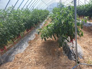 샤이니바다님의 기타작물 · 영농일지 작성글 사진