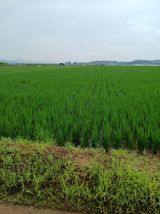 팜모닝 벼·영농일지 게시글 이미지