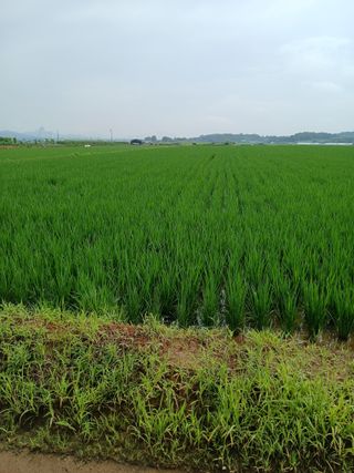 고구마20973님의 벼 · 영농일지 작성글 사진