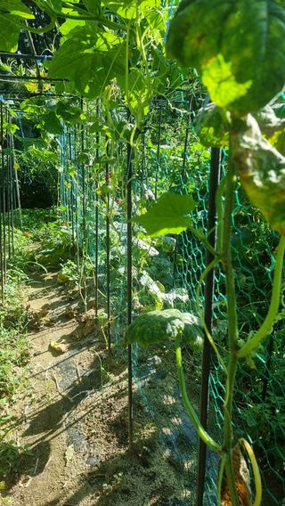 권혁렬님의 오이 · 영농일지 작성글 사진