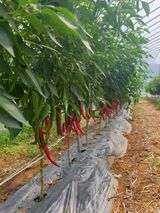 팜모닝 기타작물·영농일지 게시글 이미지