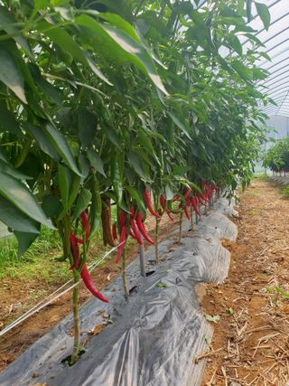 샤이니바다님의 기타작물 · 영농일지 작성글 사진