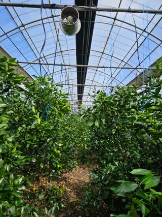 제주 지안이네농장님의 귤 · 영농일지 작성글 사진