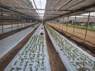 채영숙 님의 상추 · 영농일지 작성글 사진