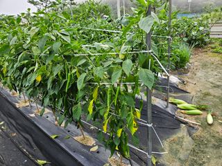 최인환님의 고추 · 영농일지 작성글 사진