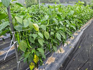 최인환님의 고추 · 영농일지 작성글 사진