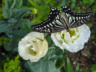 허인녕님의 기타작물 · 영농일지 작성글 사진