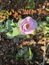 팜모닝 기타작물·영농일지 게시글 이미지