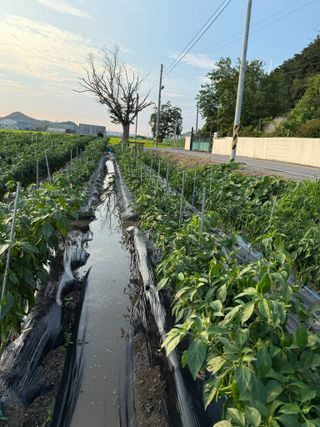 김지환님의 고추 · 영농일지 작성글 사진