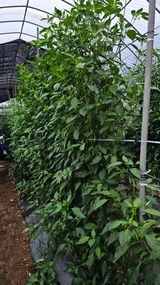 팜모닝 고추·영농일지 게시글 이미지