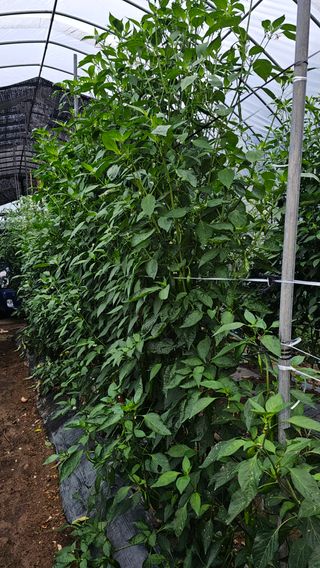 택아님의 고추 · 영농일지 작성글 사진