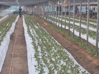 채영숙 님의 상추 · 영농일지 작성글 사진