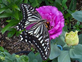 허인녕님의 기타작물 · 영농일지 작성글 사진