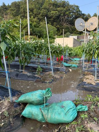 김지환님의 고추 · 영농일지 작성글 사진
