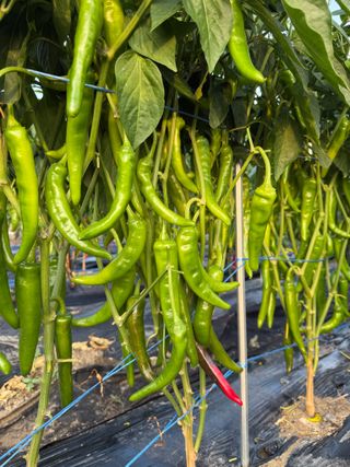 김지환님의 고추 · 영농일지 작성글 사진