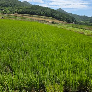 진도견나라진도개강아님의 기타작물 · 영농일지 작성글 사진