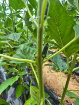 팜모닝 들깨·영농일지 게시글 이미지