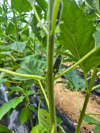 인호님의 들깨 · 영농일지 작성글 사진