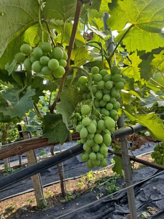 은화주농원맥반석포도님의 포도 · 영농일지 작성글 사진