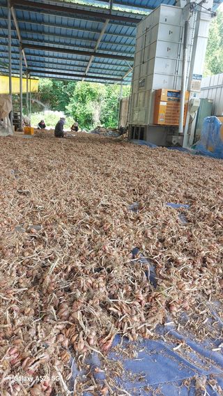 토박이님의 파 · 영농일지 작성글 사진