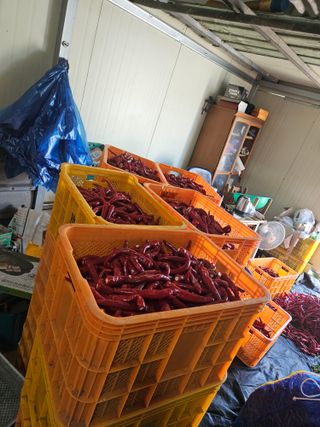 백호순(후추)님의 고추 · 영농일지 작성글 사진