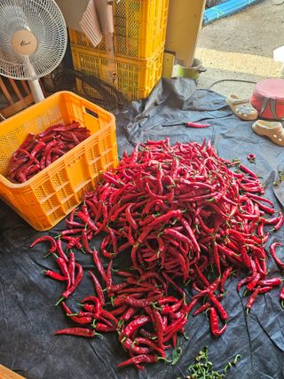 백호순(후추)님의 고추 · 영농일지 작성글 사진