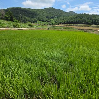 진도견나라진도개강아님의 기타작물 · 영농일지 작성글 사진