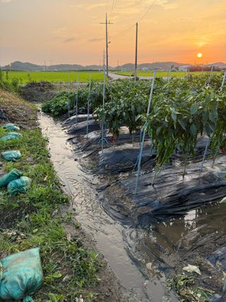 김지환님의 고추 · 영농일지 작성글 사진