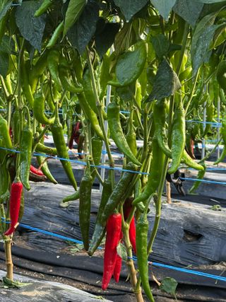 김지환님의 고추 · 영농일지 작성글 사진