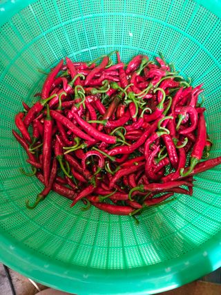 백호순(후추)님의 고추 · 영농일지 작성글 사진