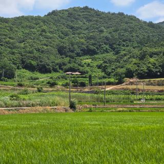 진도견나라진도개강아님의 기타작물 · 영농일지 작성글 사진