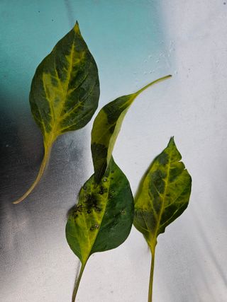 최인환님의 고추 · 영농일지 작성글 사진