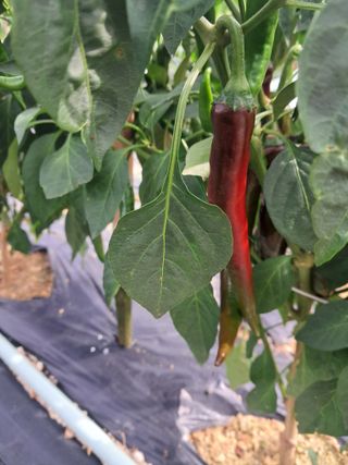 전희분님의 기타작물 · 영농일지 작성글 사진