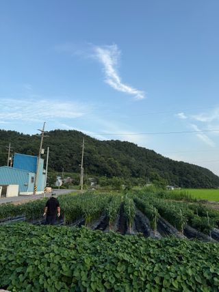 김지환님의 고추 · 영농일지 작성글 사진