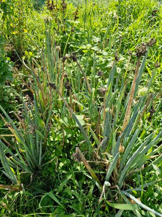 매실향기차향기님의 양파 · 영농일지 작성글 사진