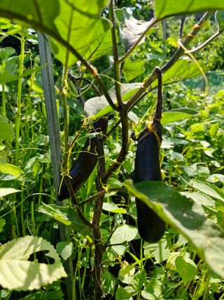 매실향기차향기님의 양파 · 영농일지 작성글 사진