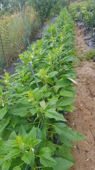 최춘득 청대산 님의 고추 · 영농일지 작성글 사진