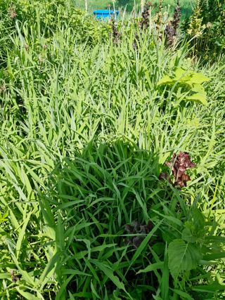 매실향기차향기님의 양파 · 영농일지 작성글 사진