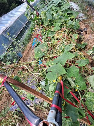 최한기님의 기타작물 · 영농일지 작성글 사진