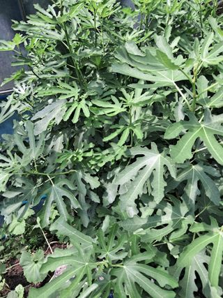 최한기님의 들깨 · 영농일지 작성글 사진