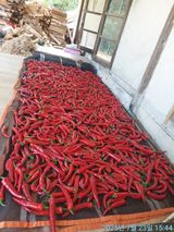 팜모닝 고추·영농일지 게시글 이미지