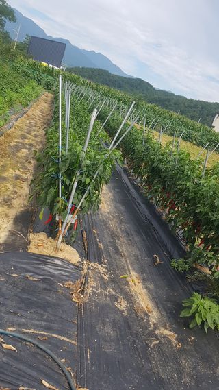 최춘득 청대산 님의 고추 · 영농일지 작성글 사진